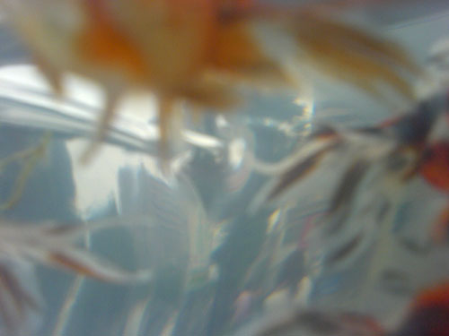 20060724-goldfish01.jpg