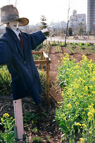 20080419-scarecrow.jpg