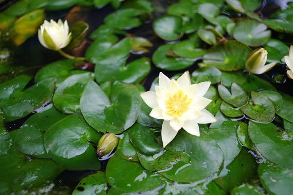 20090725-lotus.jpg