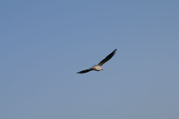 20091113-gliding01.jpg