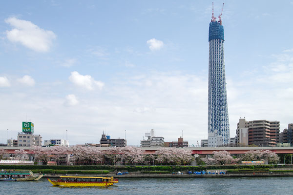 japanese cherry tree blossoms16. and Tokyo Sky Tree(under