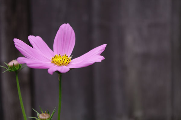 20100630-pink08.jpg