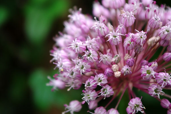 20100704-pink09.jpg