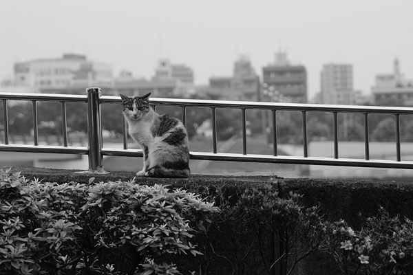 20100707-gaze02.jpg