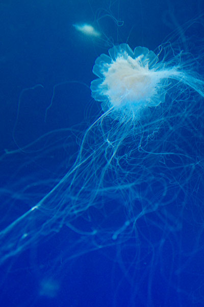 20100824-jellyfish01.jpg
