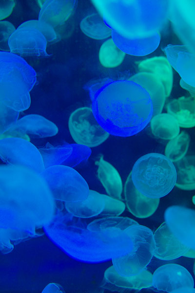 20100828-jellyfish02.jpg