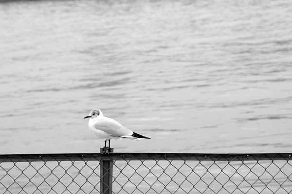 The Sumida River, Tokyo, Japan