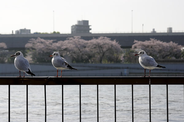 The Sumida River, Tokyo, Japan