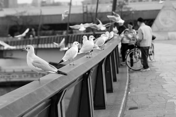 Sakurabashi bridge, Sumida/Taito, Tokyo, Japan