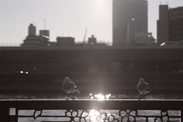 The Sumida River, Tokyo, Japan